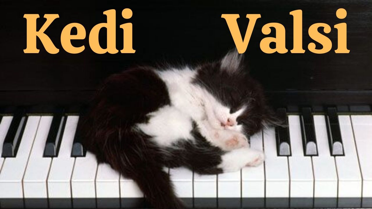 Kedi Valsi Caner Başbuğa Piyano Notalarını İndir